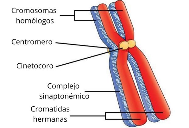 chiasmata crossover definition