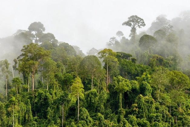 Clima Ecuatorial Características Localización Flora Fauna 