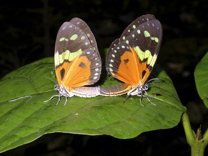 Ciclo De Vida De La Mariposa Fases Y Características Con Imágenes