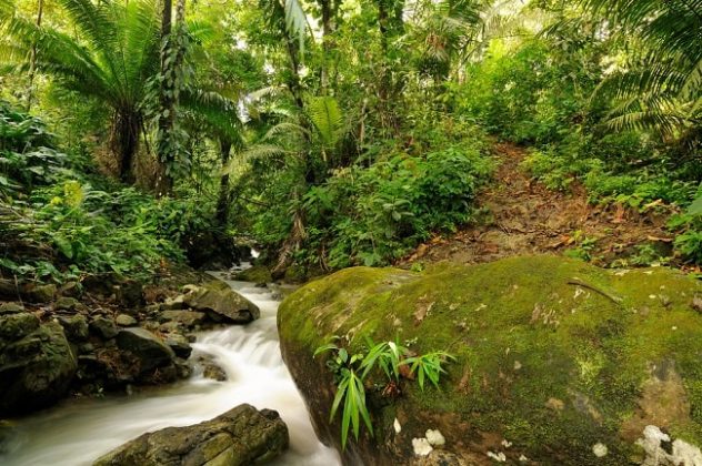 Las 13 Características De La Selva Más Importantes 