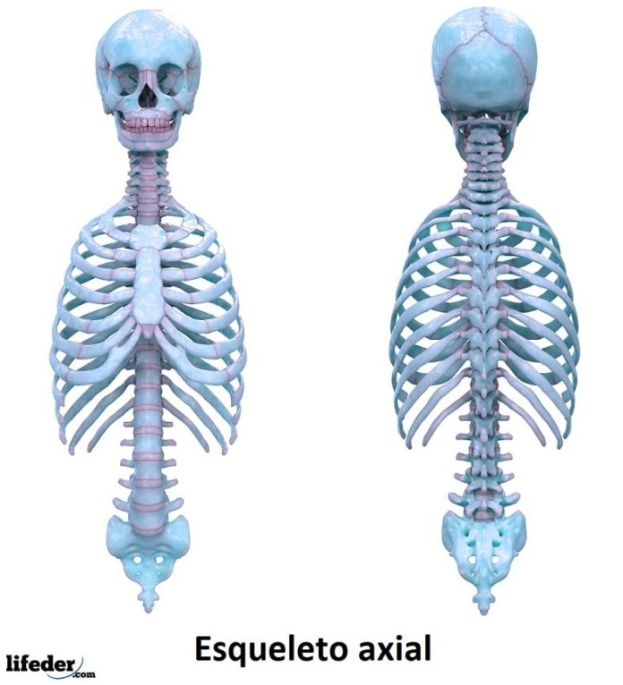 Esqueleto Apendicular: Funciones Y Huesos