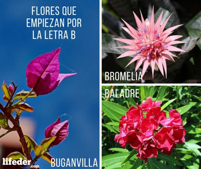 6 Flores Que Comienzan Por B