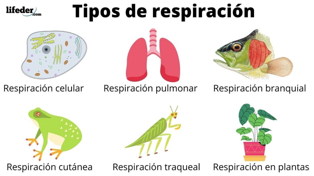 Respiración anaerobia características, ejemplos, tipos