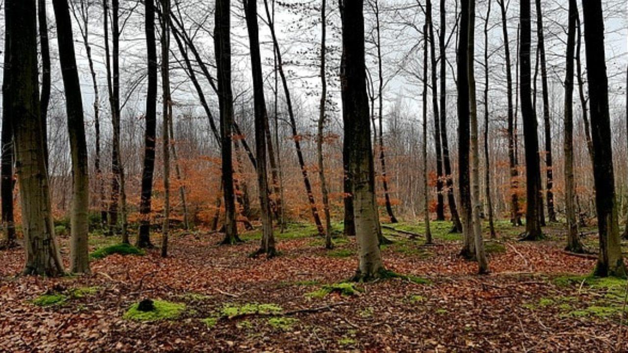 Resultado de imagen de bosques lifeder