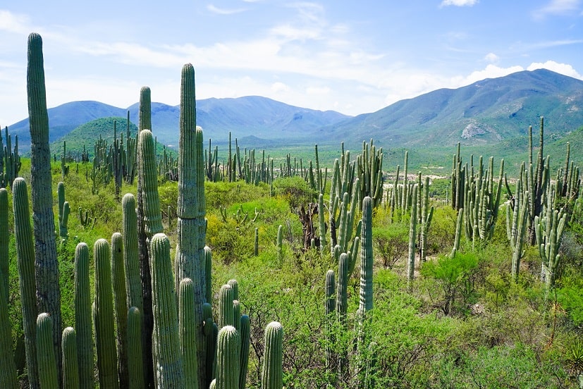 Bosque Espinoso: Características, Flora, Fauna, Clima