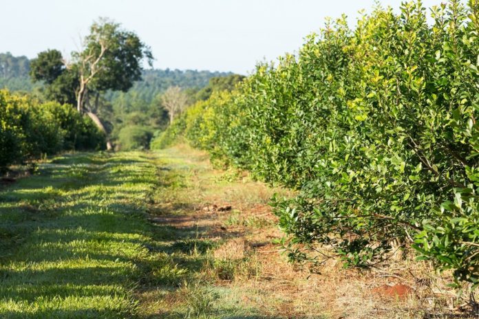 plantacion de yerba mate translate