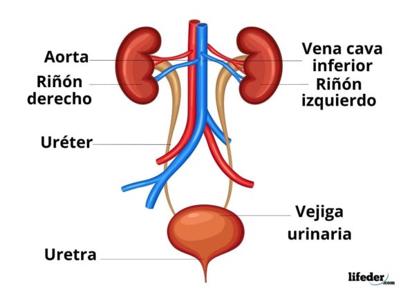 Glomérulo Renal: Estructura, Funciones, Patologías