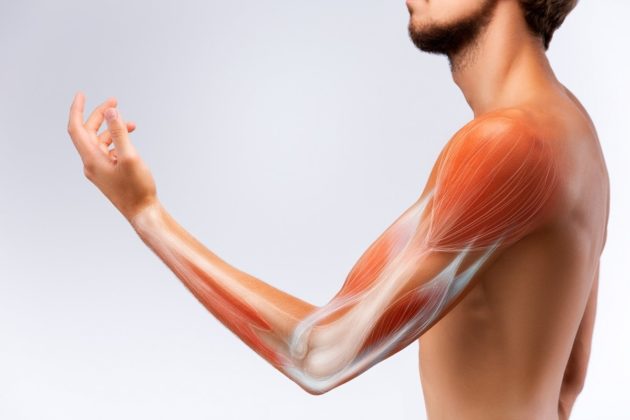 Músculos del brazo y antebrazo: descripción y funciones (imágenes)