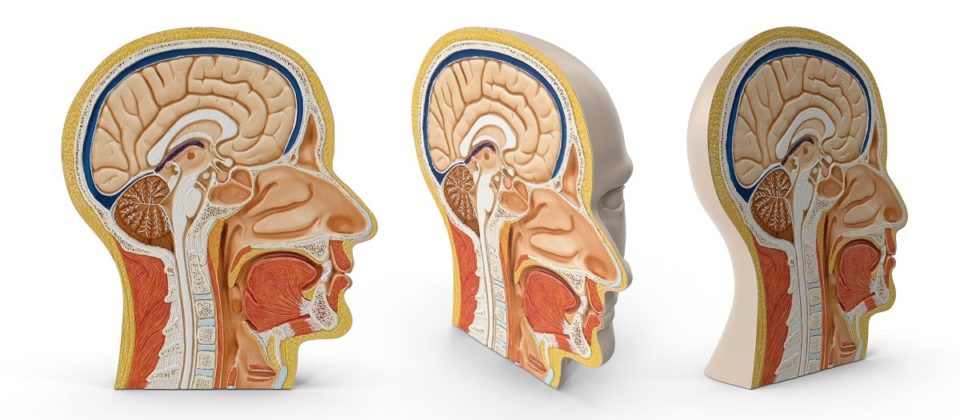 Plano Sagital Características Para Qué Sirve Movimientos Ejemplos