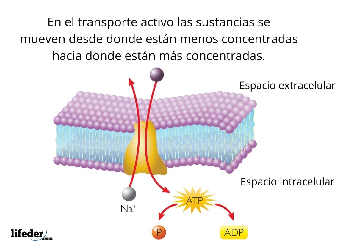 O Que É Transporte Ativo Cite Exemplos