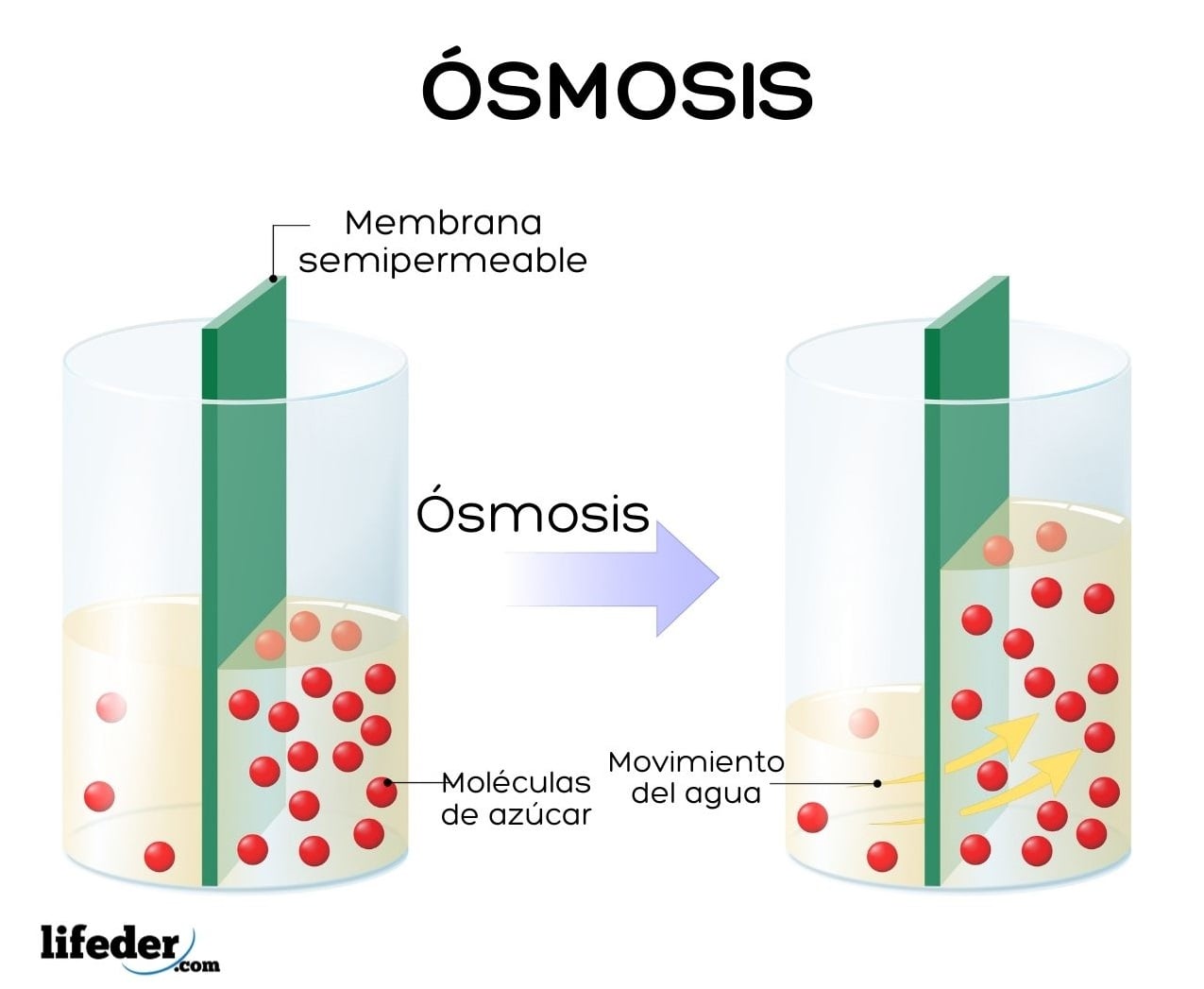 Osmosis Is Similar To Simple Diffusion