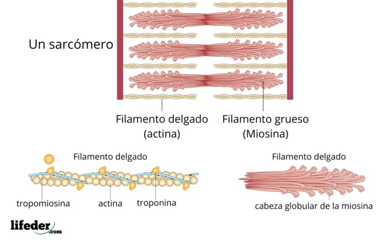 Sarcómero partes, funciones e histología