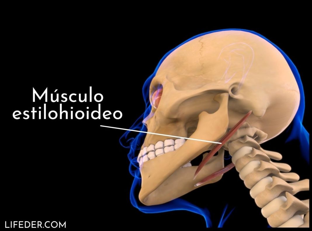 Musculo Estilohioideo