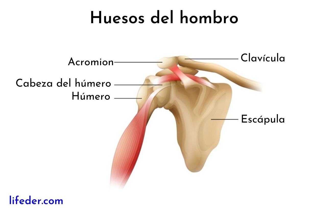 Músculos Del Hombro Descripción Y Funciones Anteriores Y Posteriores 2161