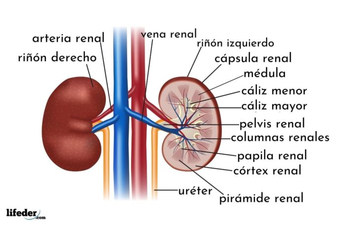 Riñones partes, funciones, funcionamiento, enfermedades