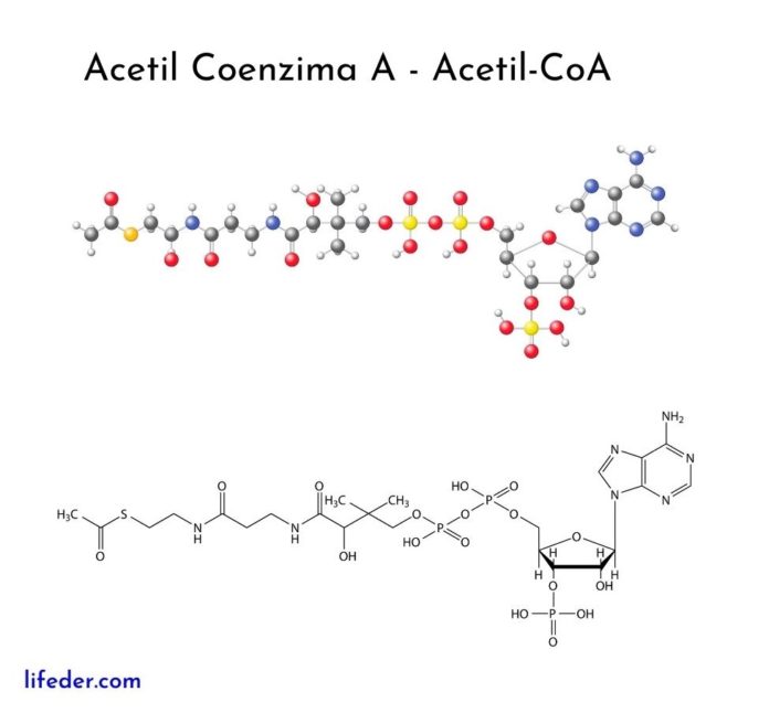 Acetil coenzima A: quÃ© es; estructura; formaciÃ³n; funciones