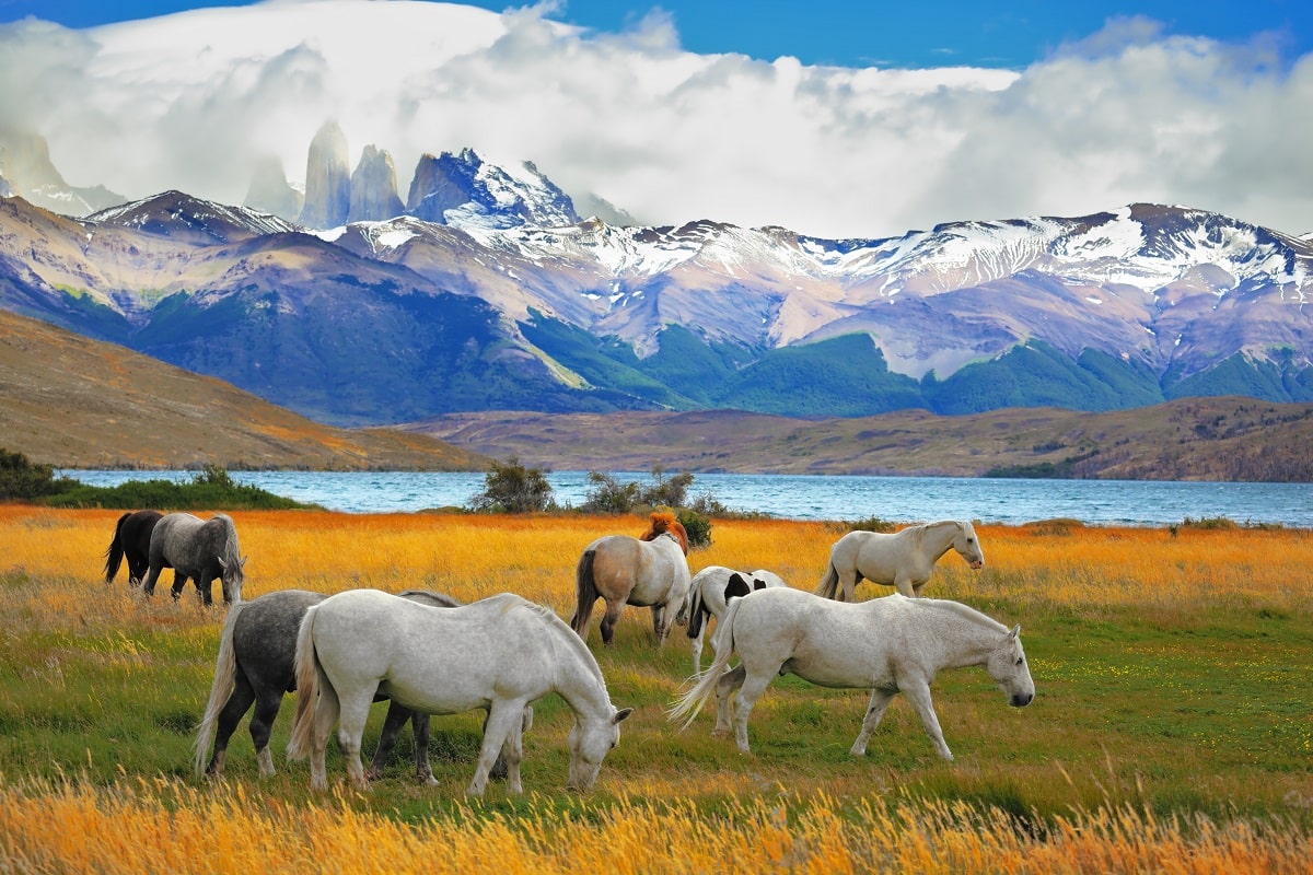 Patrimonio Natural de Chile: Zona Norte, Centro y Sur