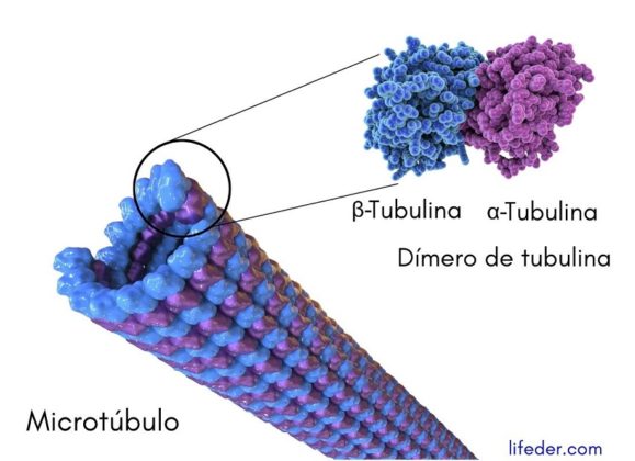 Microtúbulos qué son, estructura, funciones