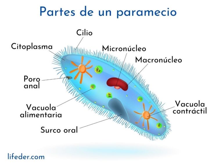 Paramecios: Concepto, Partes, Alimentación, Reproducción