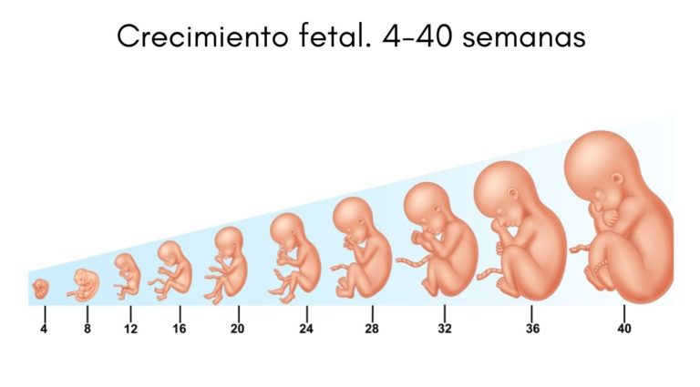 Desarrollo Embrionario Concepto Etapas Y Sus Características 9188