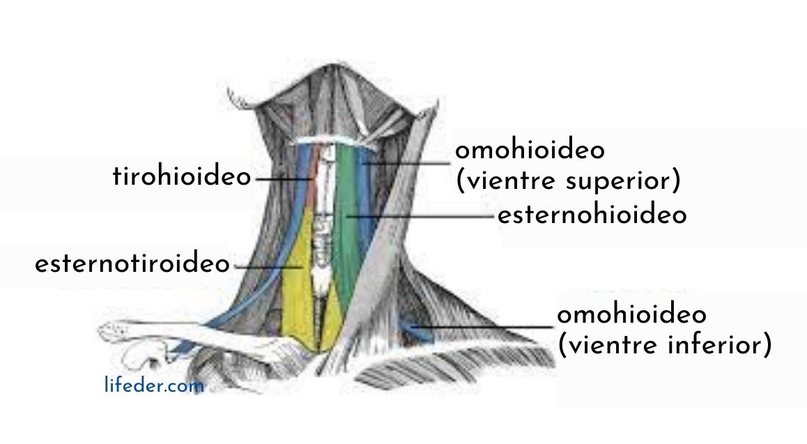 Músculos infrahioideos