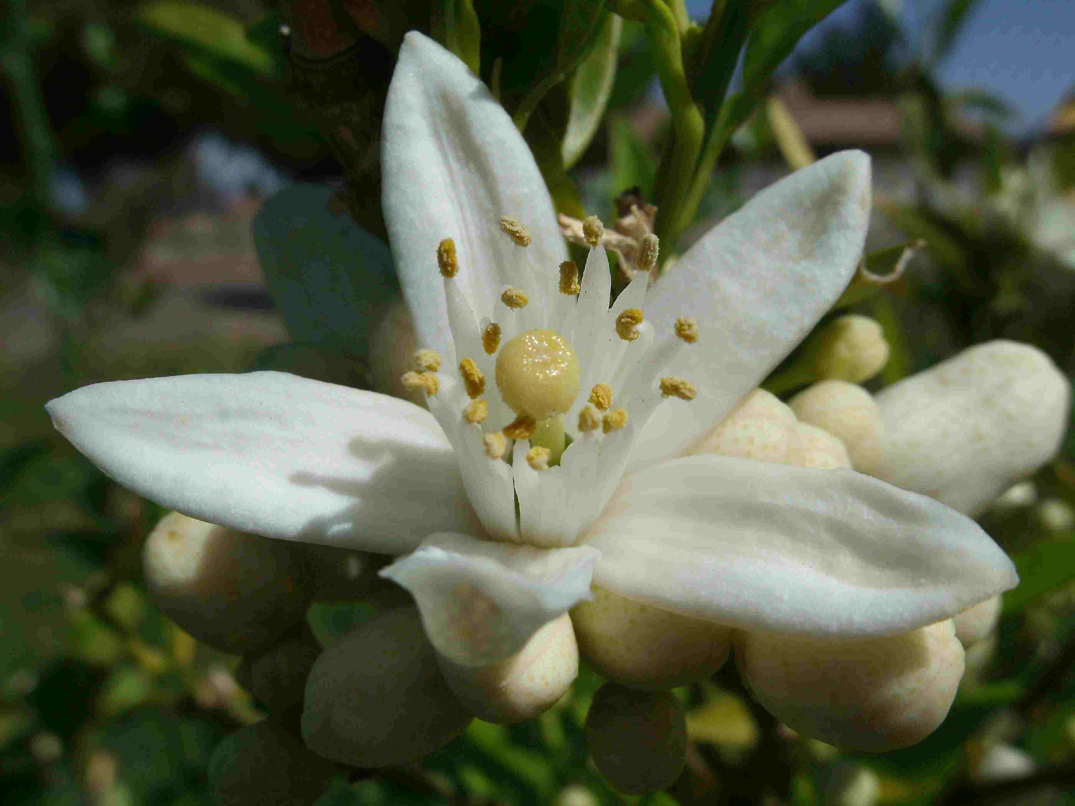 Te De 12 Flores Para Que Sirve Contraindicaciones Y Efectos