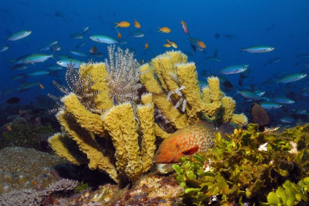 Indique As Características Que Tornam Os Organismos Do Filo Porifera ...