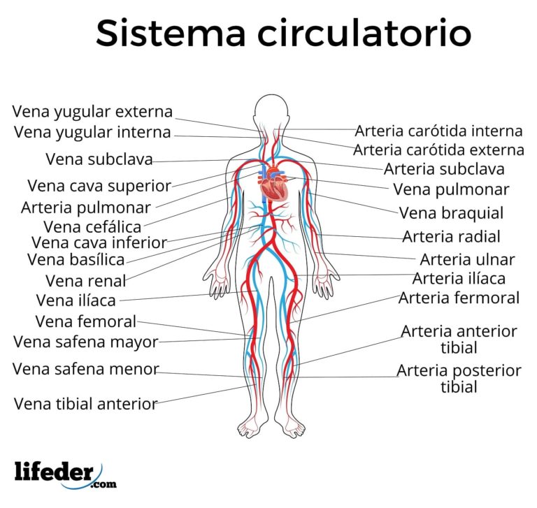 Sistema Circulatorio: Funciones, Partes, Funcionamiento