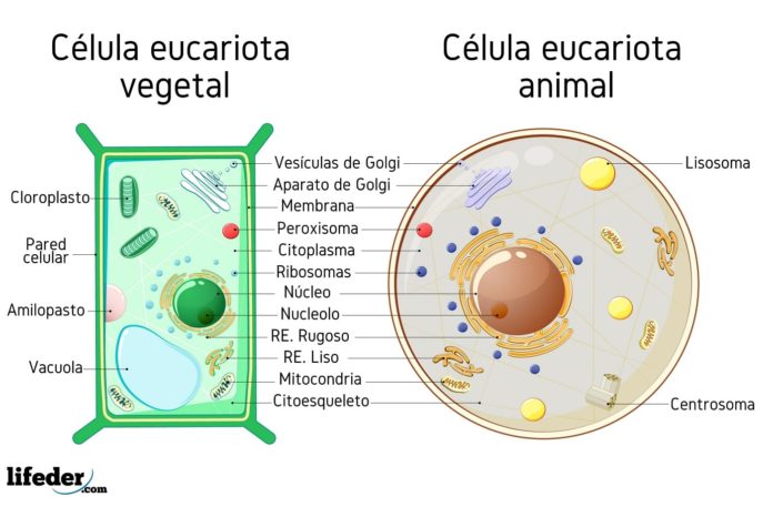 Célula Eucariota: Características, Partes, Funciones, Tipos