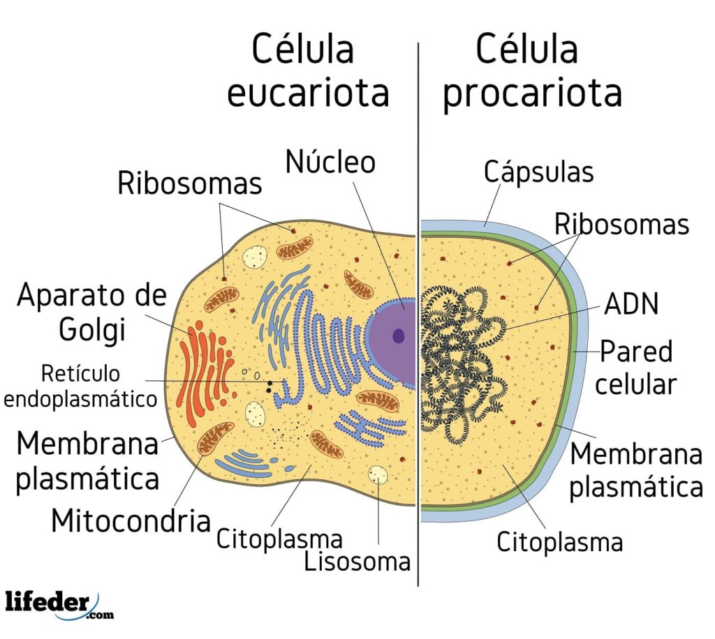 Cuales Son Las Diferencias Entre Celula Eucariota Y Procariota Sexiz Pix