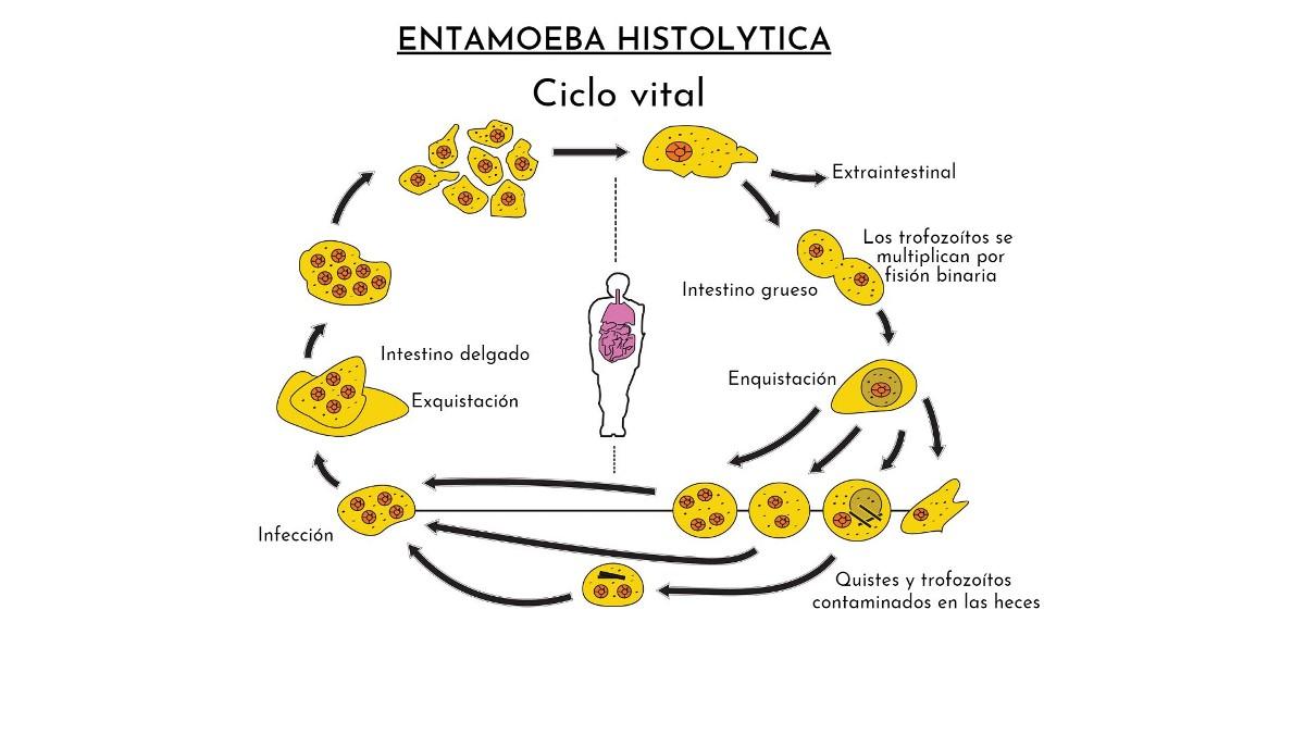 Entamoeba Histolytica Qué Es Morfología Ciclo Vital Síntomas 2821