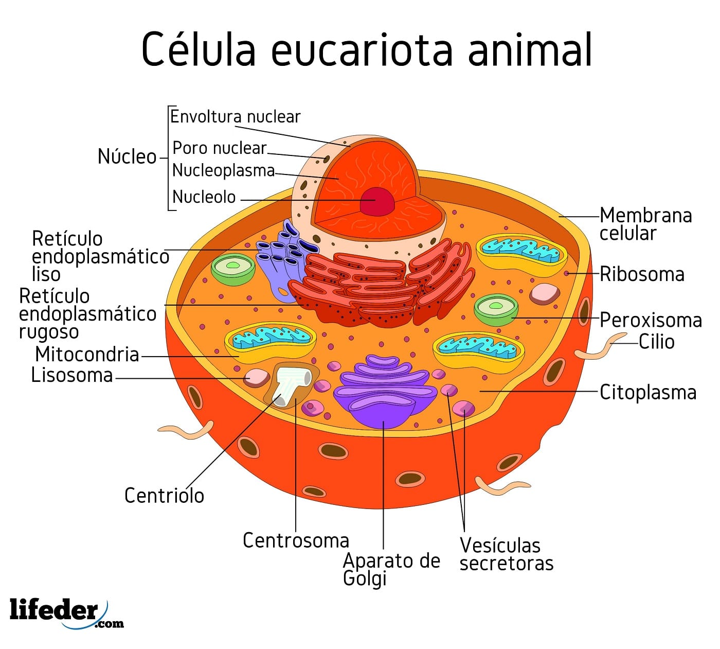 realiza un dibujo de la célula eucariota animal indicando sus partes ...