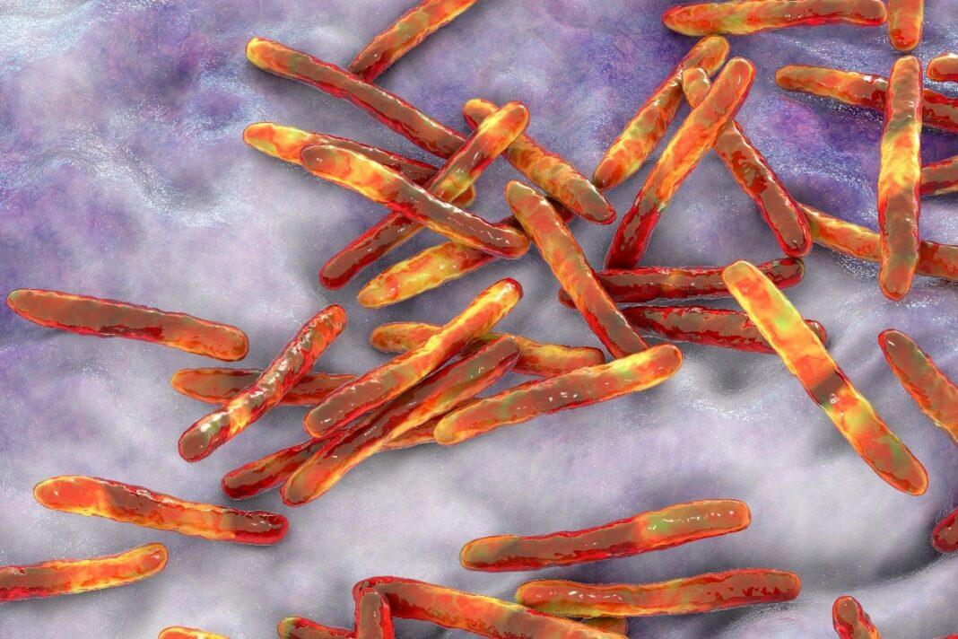 mycobacterium bovis qué es características morfología patogenia