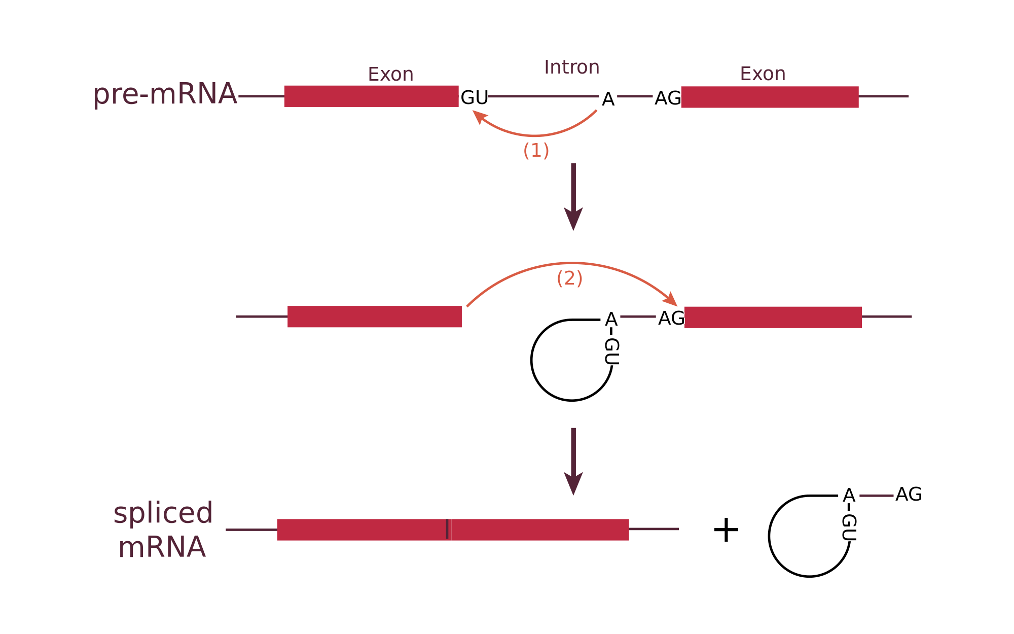 Splicing Adn Dadane