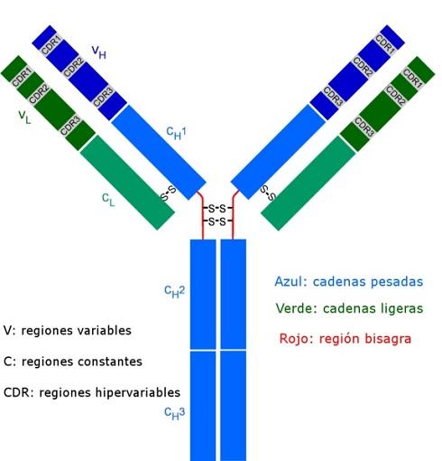 Dos dominios variables (VH, VL) y cuatro
dominios constantes (CL, CH1, CH2, CH3)