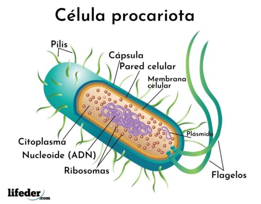 Célula Humana: Características, Funciones, Partes (organelos)