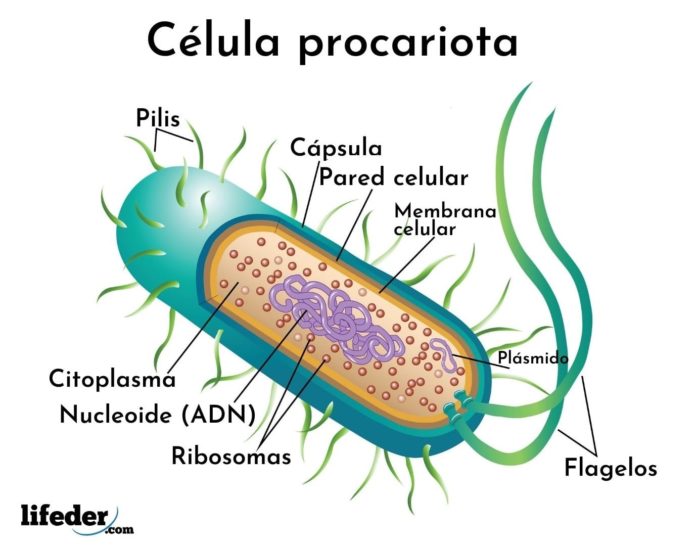 cèl·lula procariota