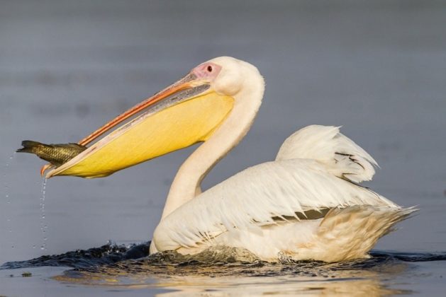 pelícano-comiendo-min-629x420.jpg