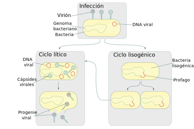 Qu Es El Ciclo Lisog Nico