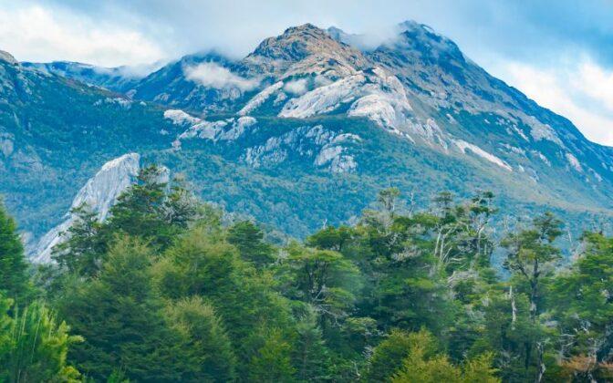 Bosque Andino Qué Es Características Ubicación Flora Fauna Clima