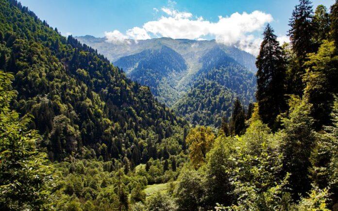 Bosque De Montaña: Qué Es, Características, Ubicación, Flora, Fauna, Clima