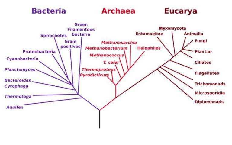 Filogenia: Qué Es, árbol Filogenético, Tipos De árboles, Aplicaciones