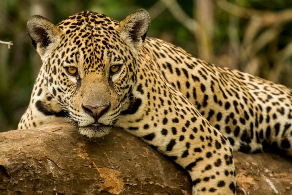 Panthera onca (jaguar)