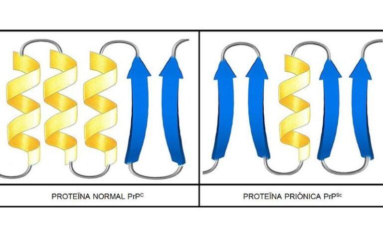 Priones: Qué Son, Características, Estructura, Funciones, Enfermedades