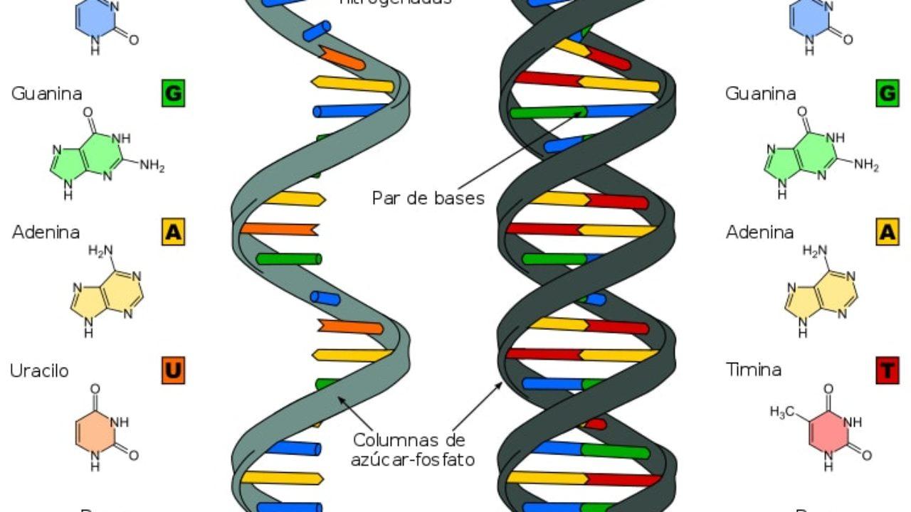 Bases Nitrogenadas