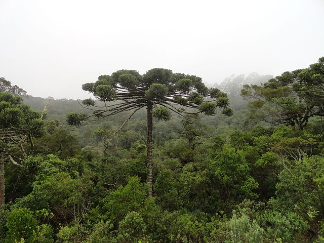 11 Plantas en peligro de extinción en Argentina