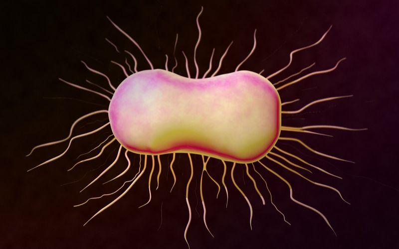 Bacterias Facultativas Qué Son Características Tipos Ejemplos