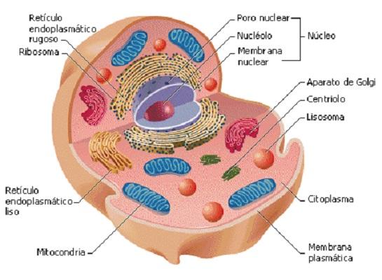 Ciclosis Caracteristicas Y Ejemplos