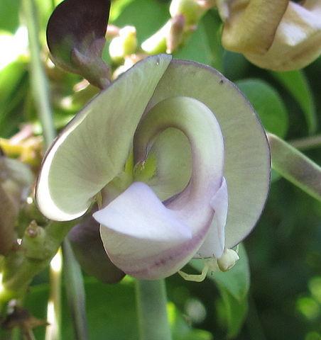 Leguminosas (Fabaceae): Qué Son, Características, Hábitat, Usos, Especies