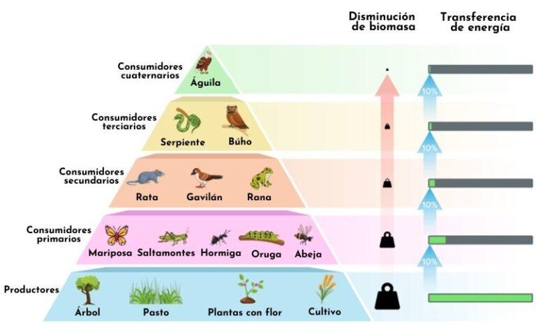 Niveles Tróficos Y Organismos Que Los Componen Con Ejemplos 